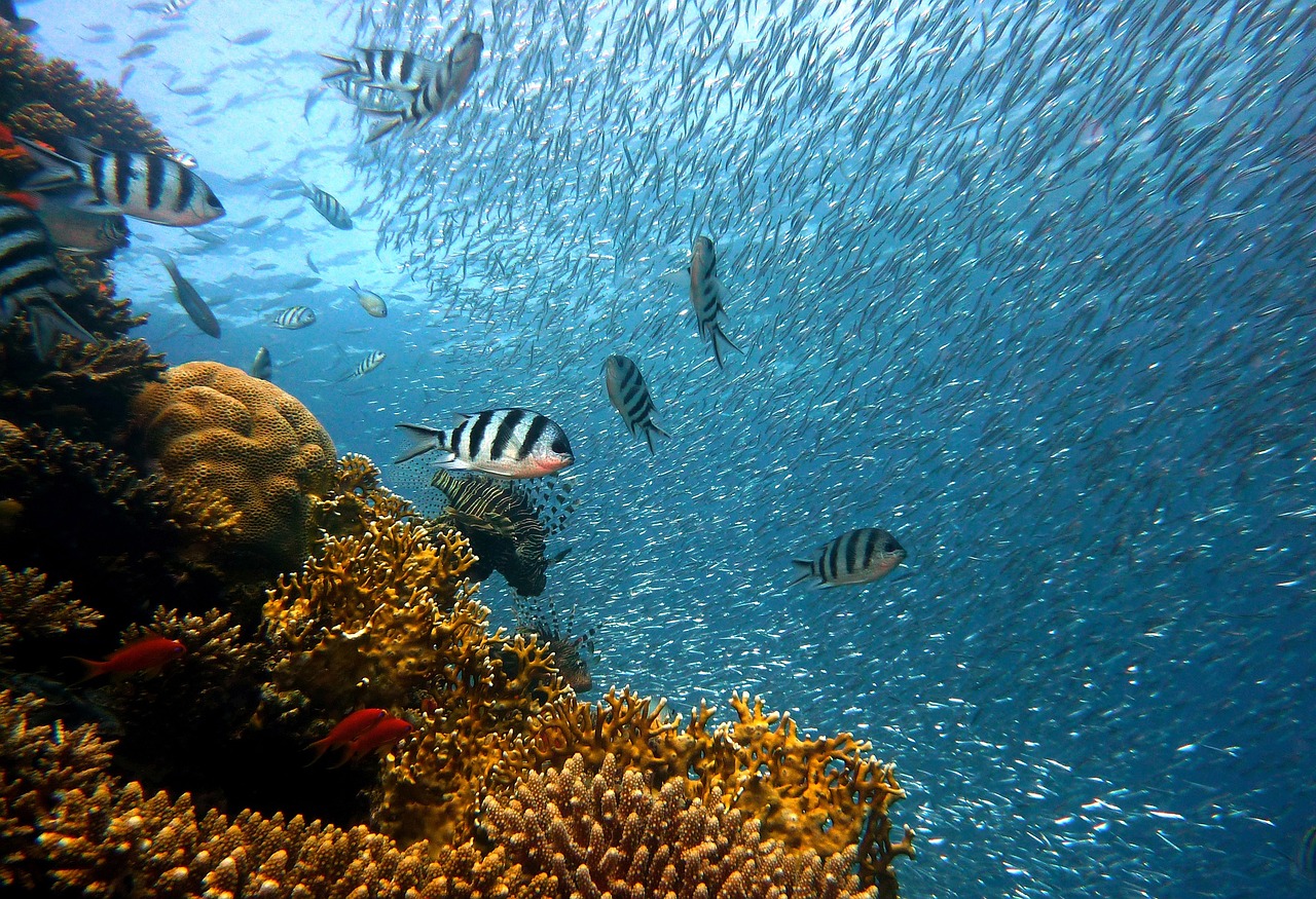 Tubbataha Reef: l'ultimo paradiso sommerso