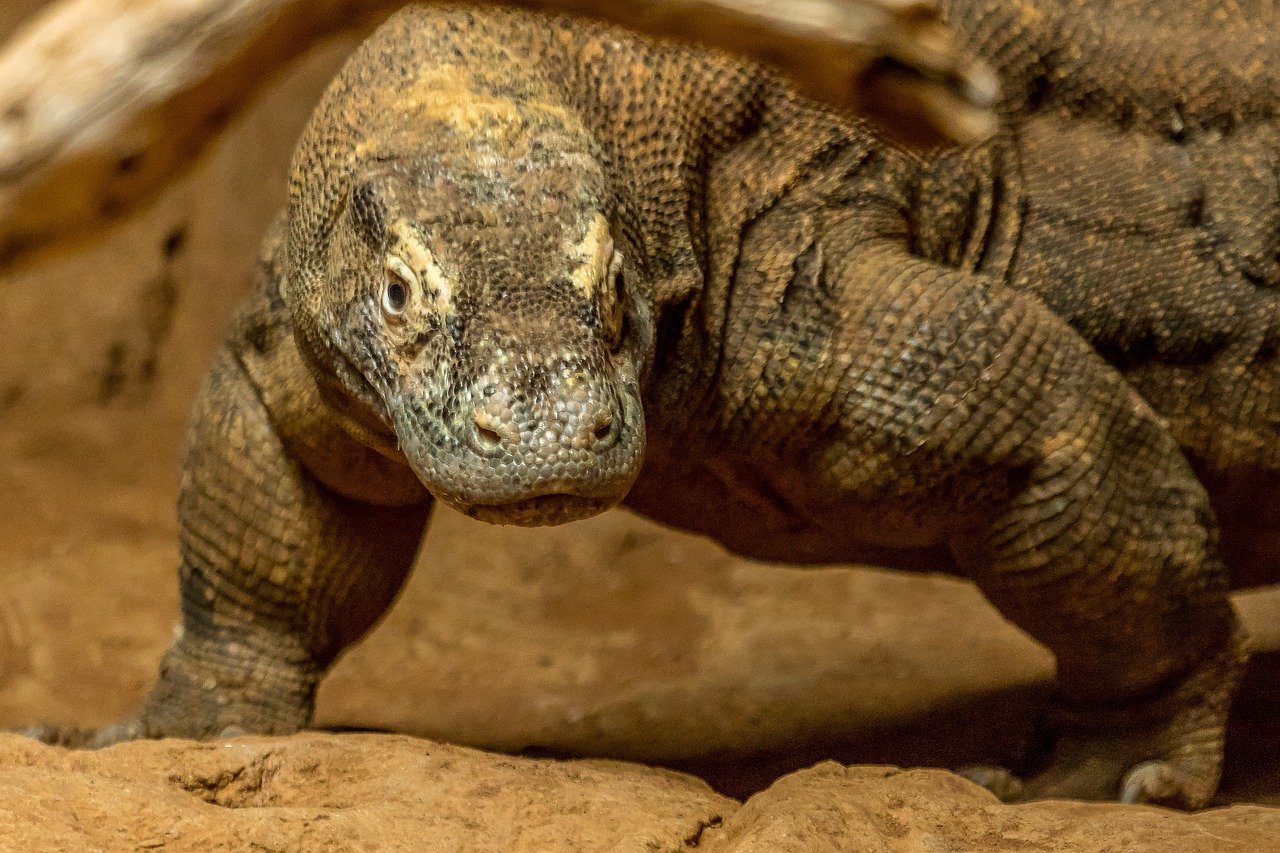 Tris di isole: Bali, Komodo & Nusa Penida