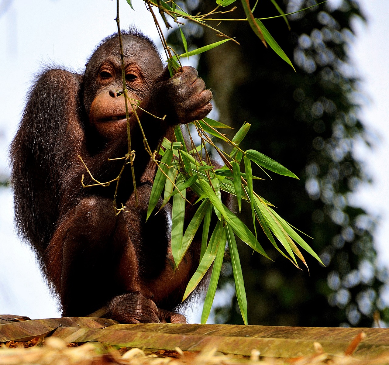 Kuala Lumpur e Sumatra