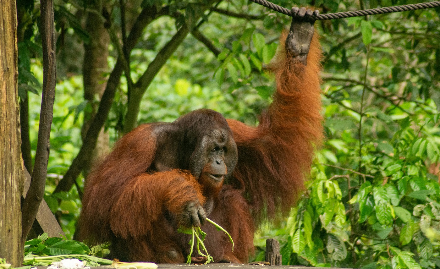 Grand Tour del Borneo